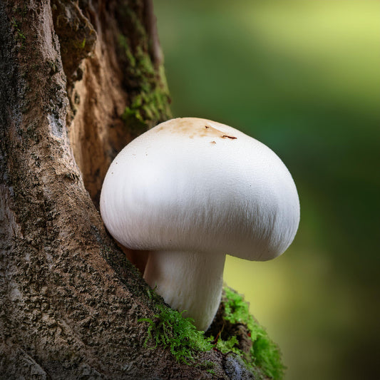 White Button Mushroom : Un Champignon Commun aux Bienfaits Remarquables